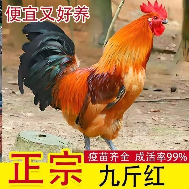 九斤红青年鸡框大鸡框宠物鸡崽框散养(30只公母搭配发货)活禽专线