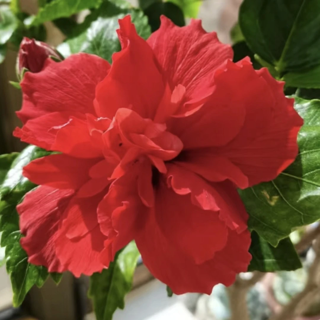 红双喜木槿（扶桑牡丹）微折枝不售后