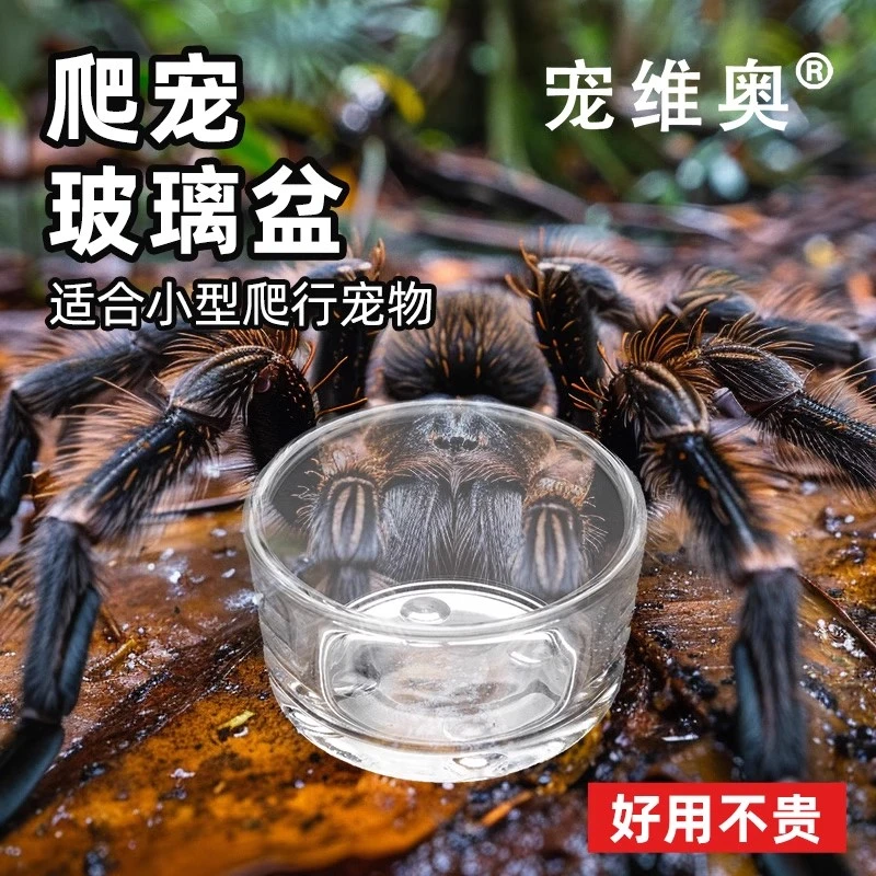 爬宠玻璃水杯迷你无菌蜘蛛守宫蛇蛙仓鼠食盆水盆防逃食盆爬虫用品