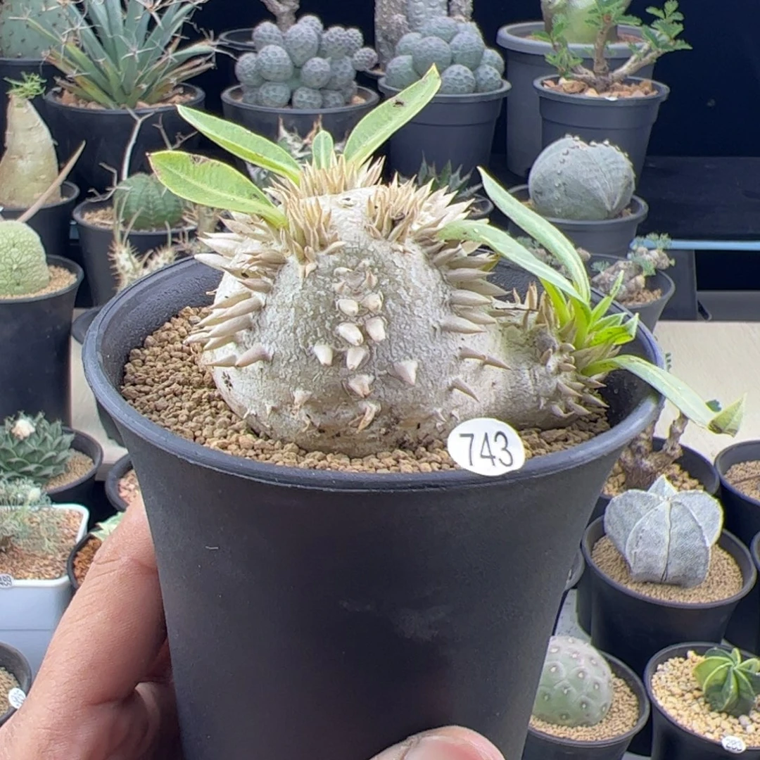 惠比大黑一物一拍