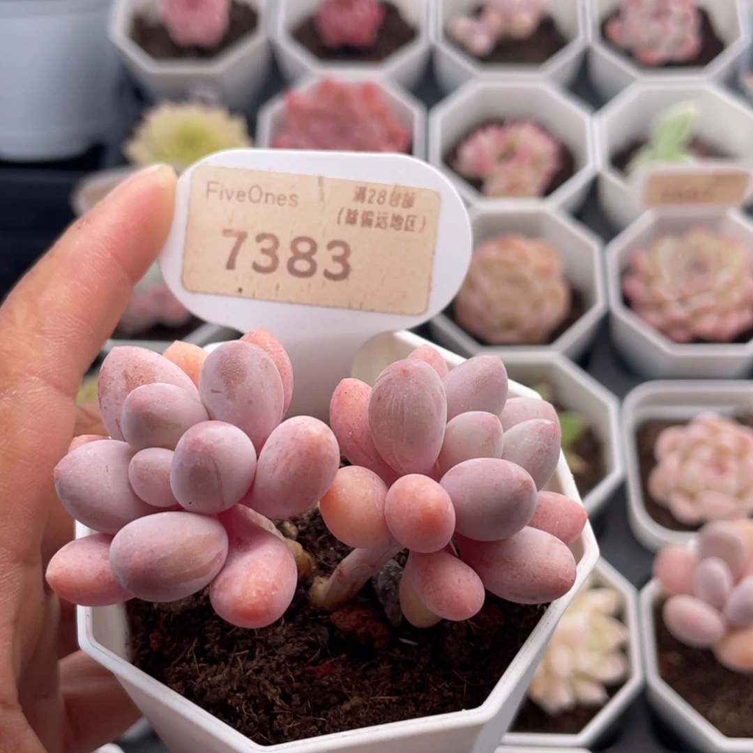 粉色恋人7383-6.0厘米