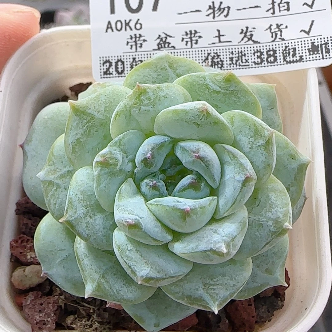 多肉A0A0--107福利