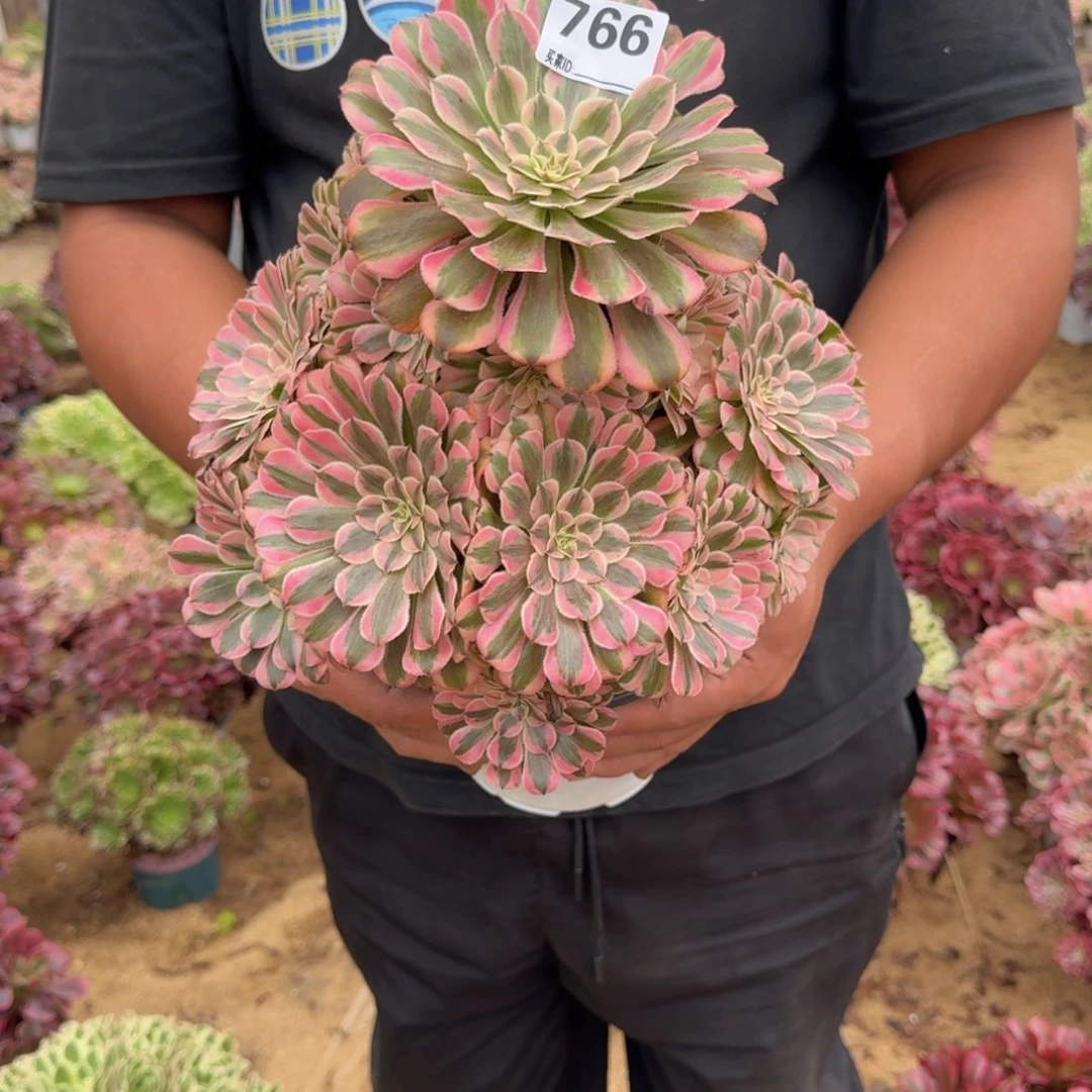 766粉铜多肉植物