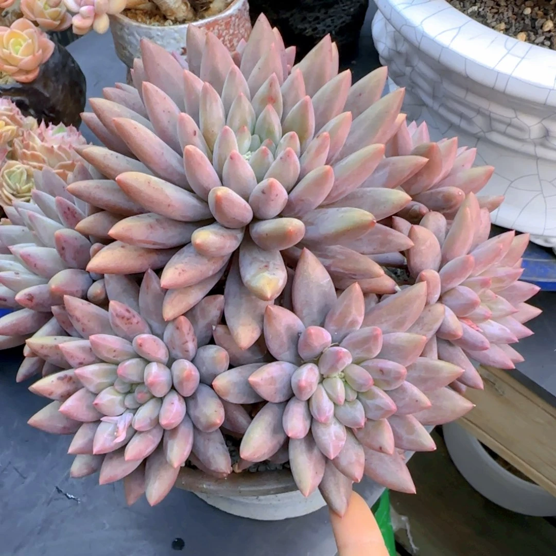?***?多肉植物多肉植物