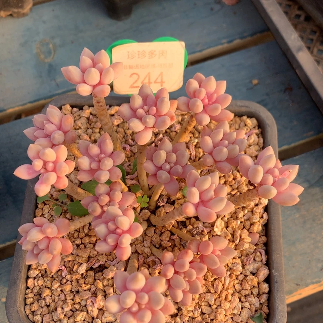 星黛露老桩无砍244