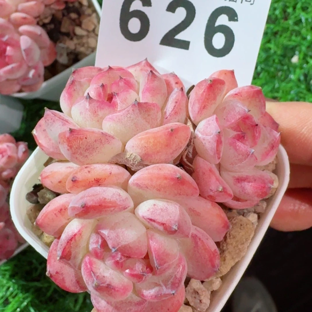 甜心原始         精品多肉