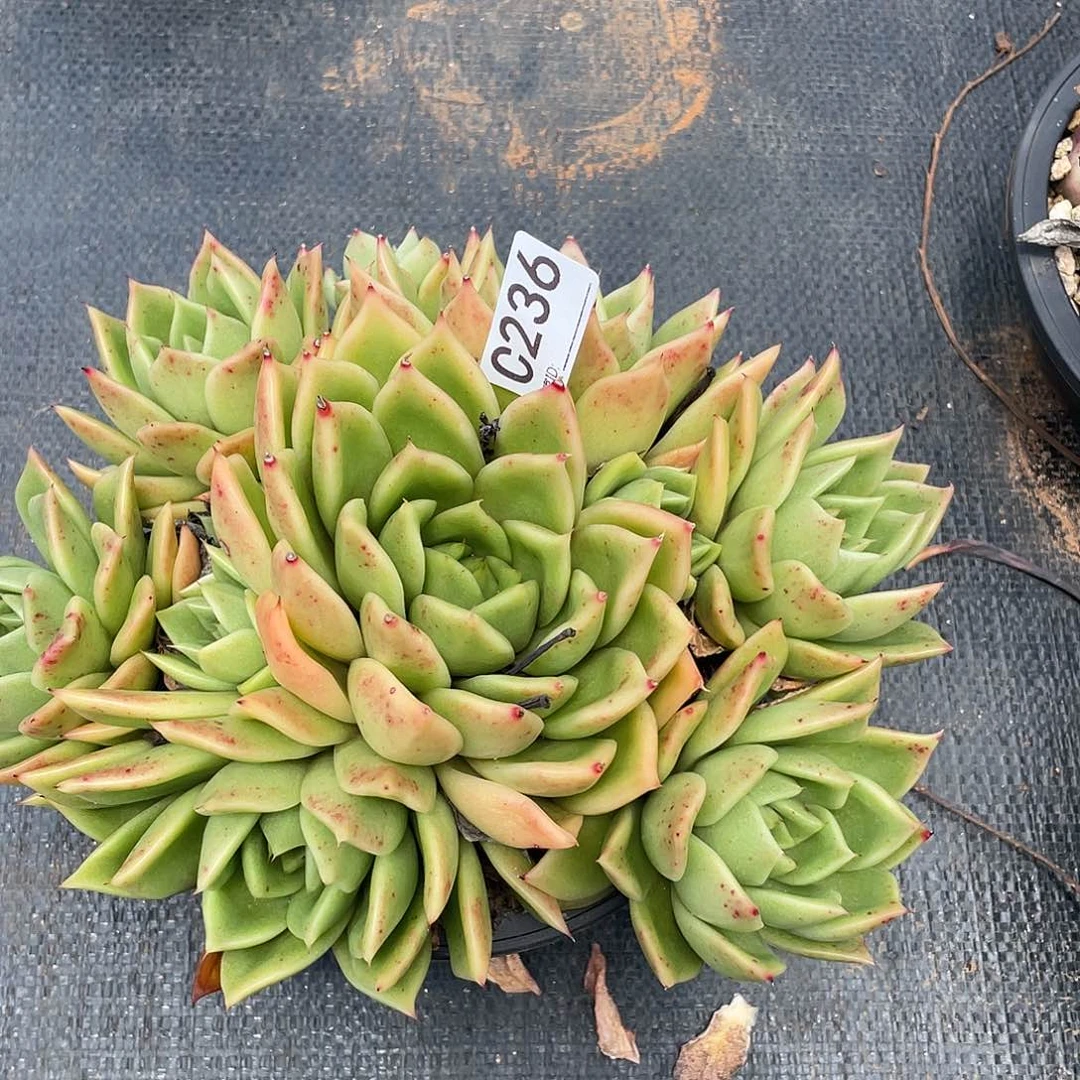 若如东云单拍C236