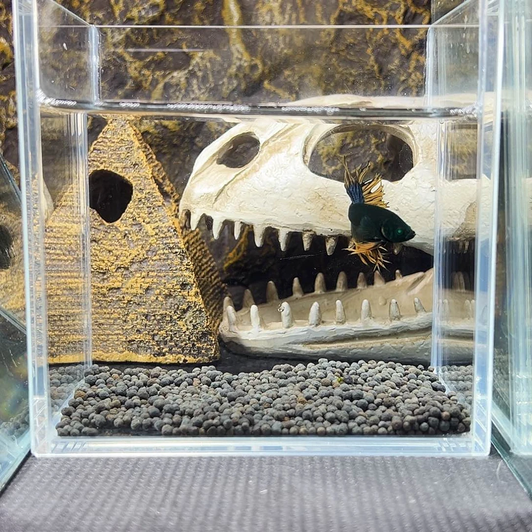 斗鱼精品精品精品精品精品