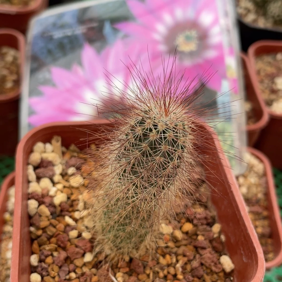 鹿角柱实生仙人球赤蛇柱