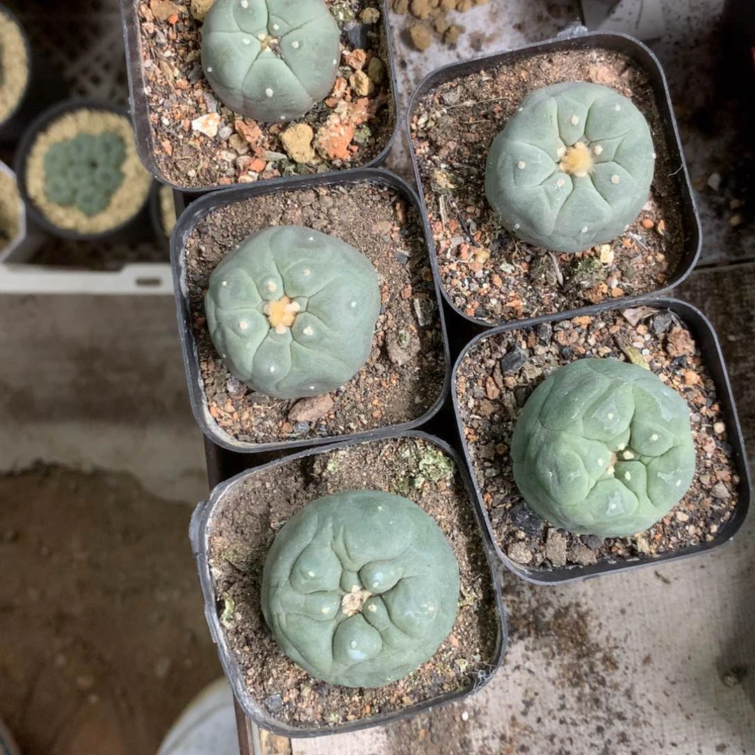 蝎**菜开播福利实生仙人球