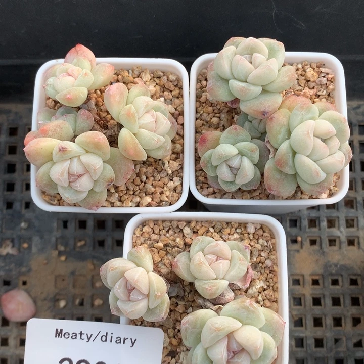 2901三颗带盆包邮