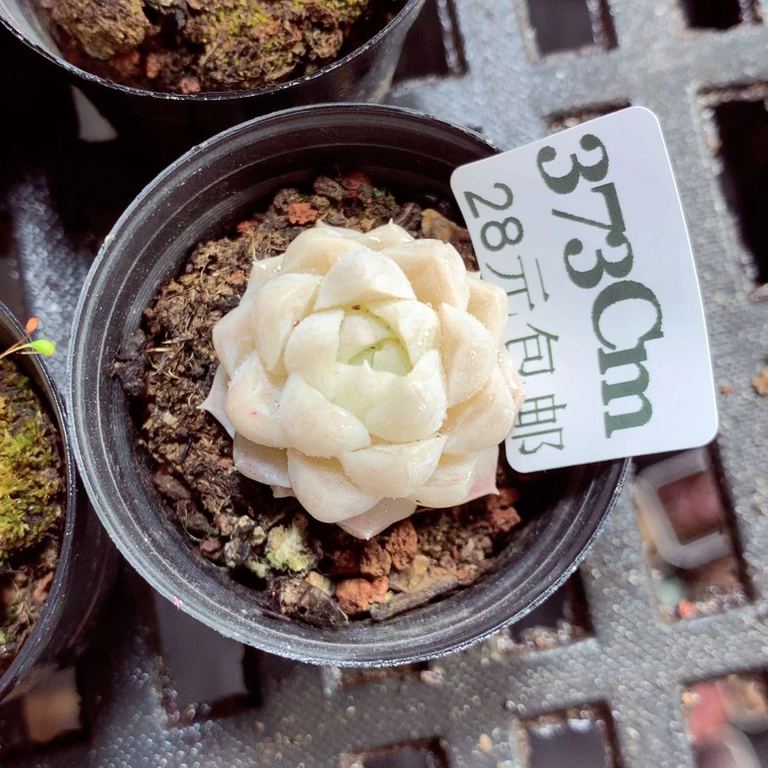 5厘米盆精控多肉373