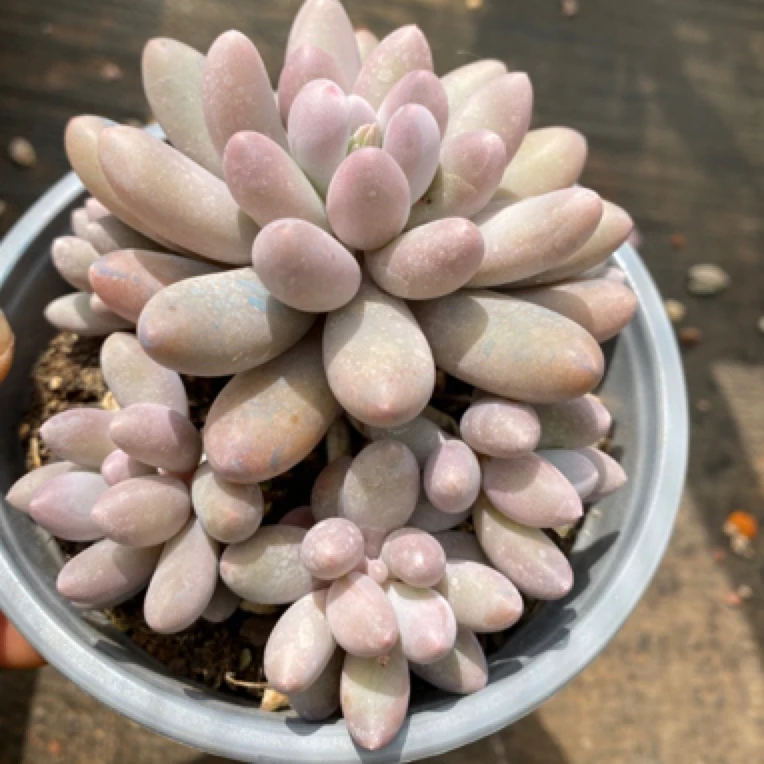 汤圆莓莓多肉植物多肉盆栽满18高质量盆栽夏令营多肉包邮效果