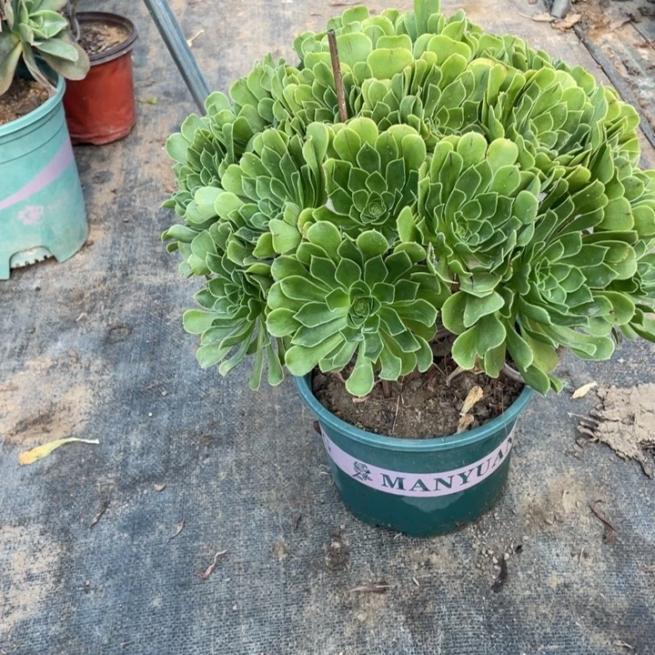 32青志多肉多肉植物多肉