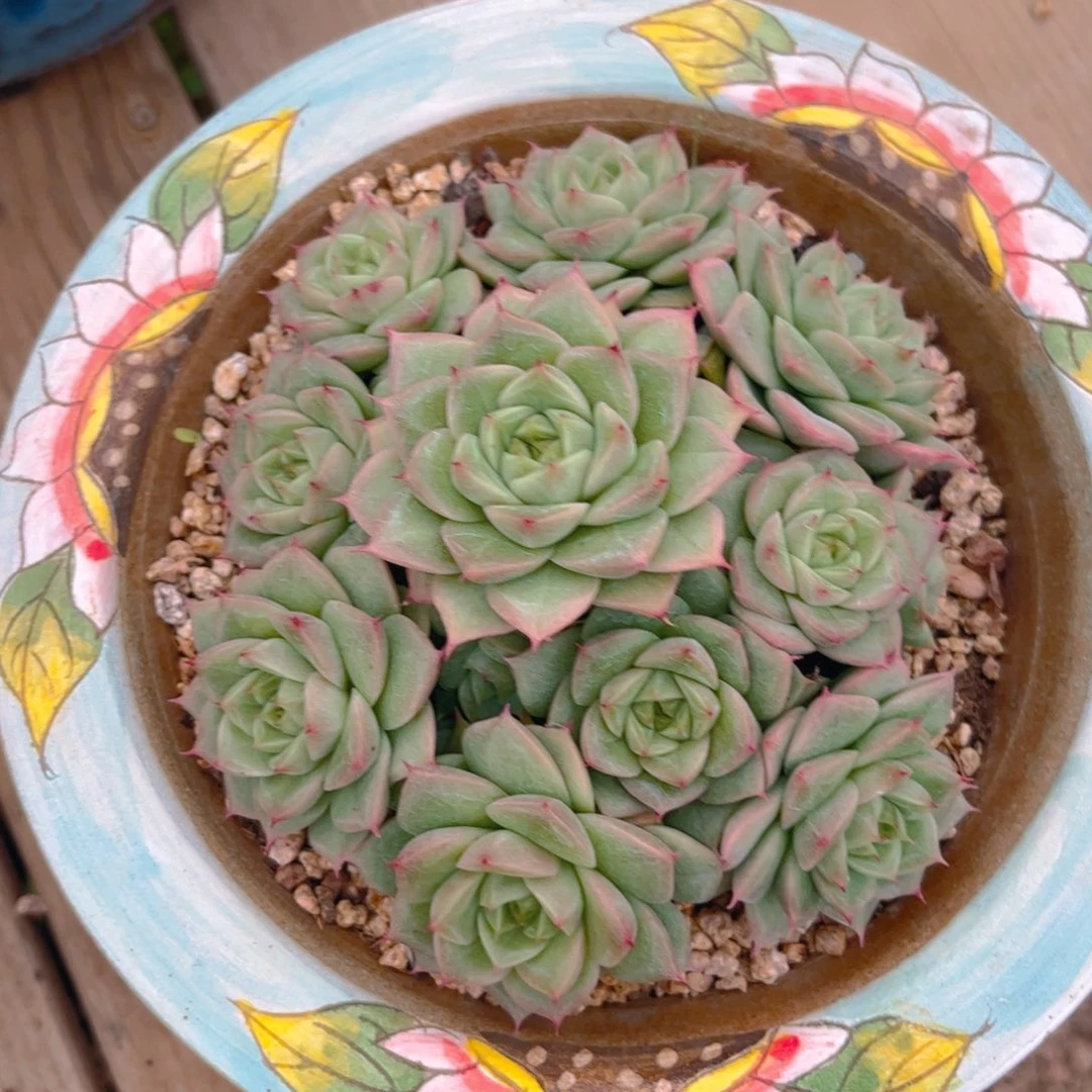 新疆西藏内蒙不发货，杂交