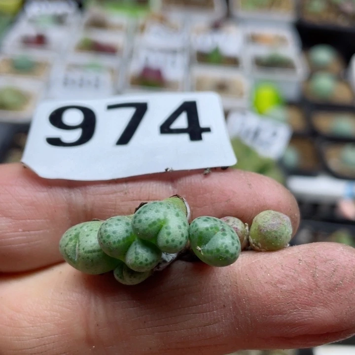 974草莓斑马7头l l