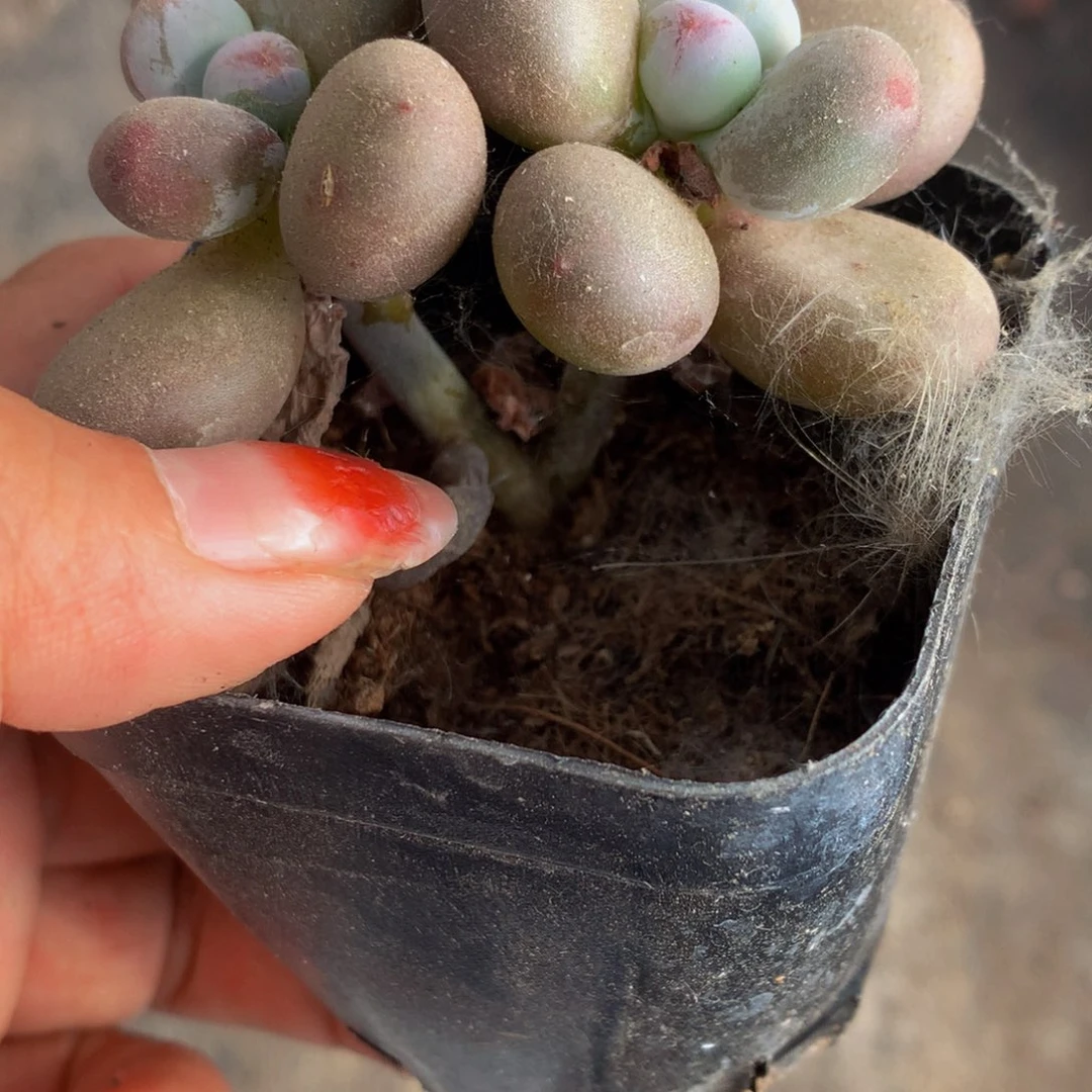 桃蛋双头 （不满9.99发叶子）