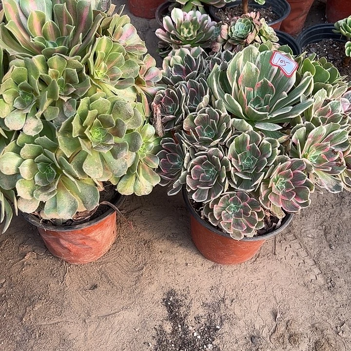 105多肉植物组合，