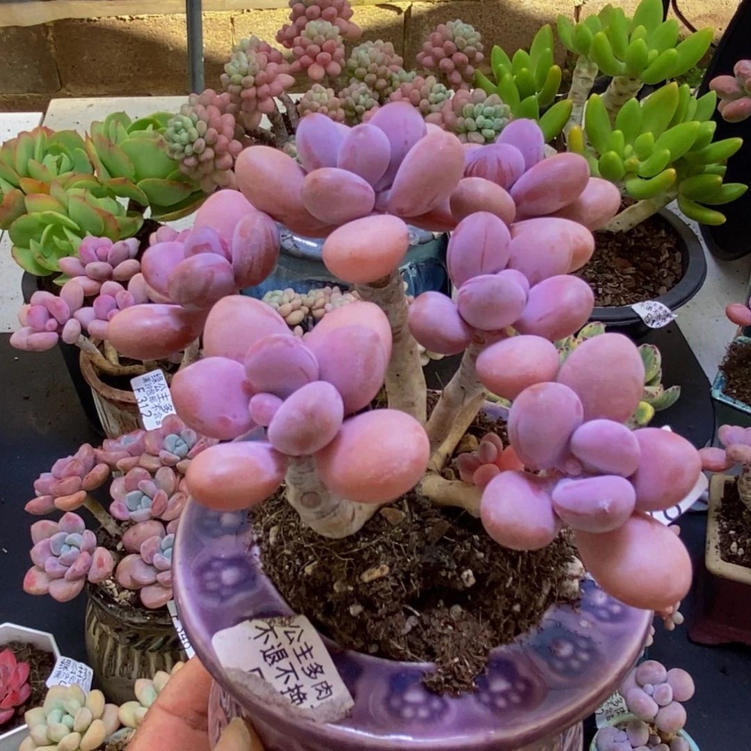 976糖果桃蛋8cm多肉