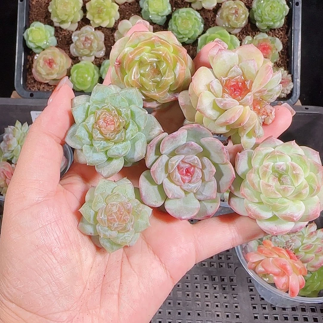 1018---109一物一拍