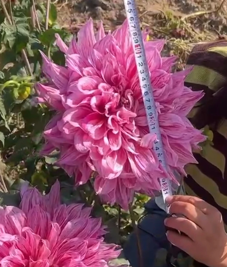 【巨型花】新品花径30左右好养护四季种植大丽花