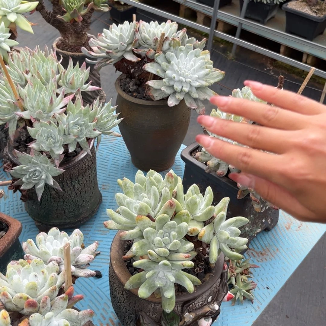 森***＊两颗拇指带盆，仙女杯多肉