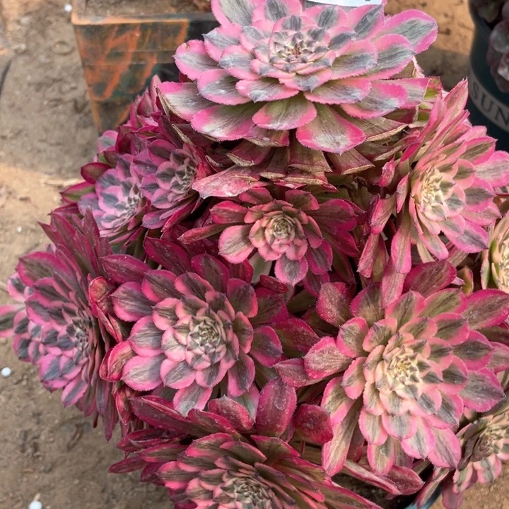 小***.874多肉植物粉铜