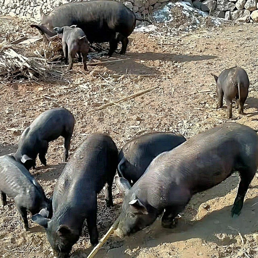 内脏 湘西二代跑山黑毛土猪【现称现卖】一物一拍顺丰冷链包邮