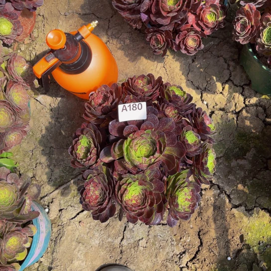 花月夜法师朵朵6-33