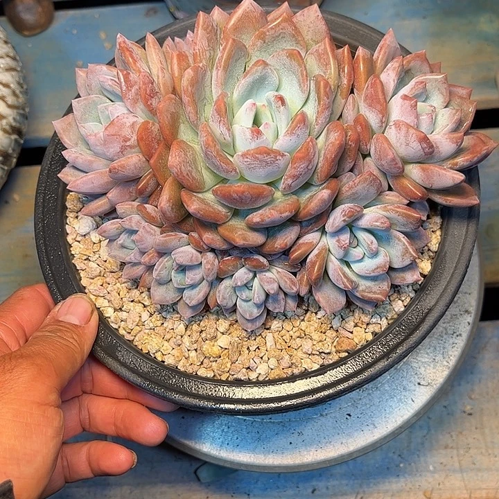 多肉植物一物一拍