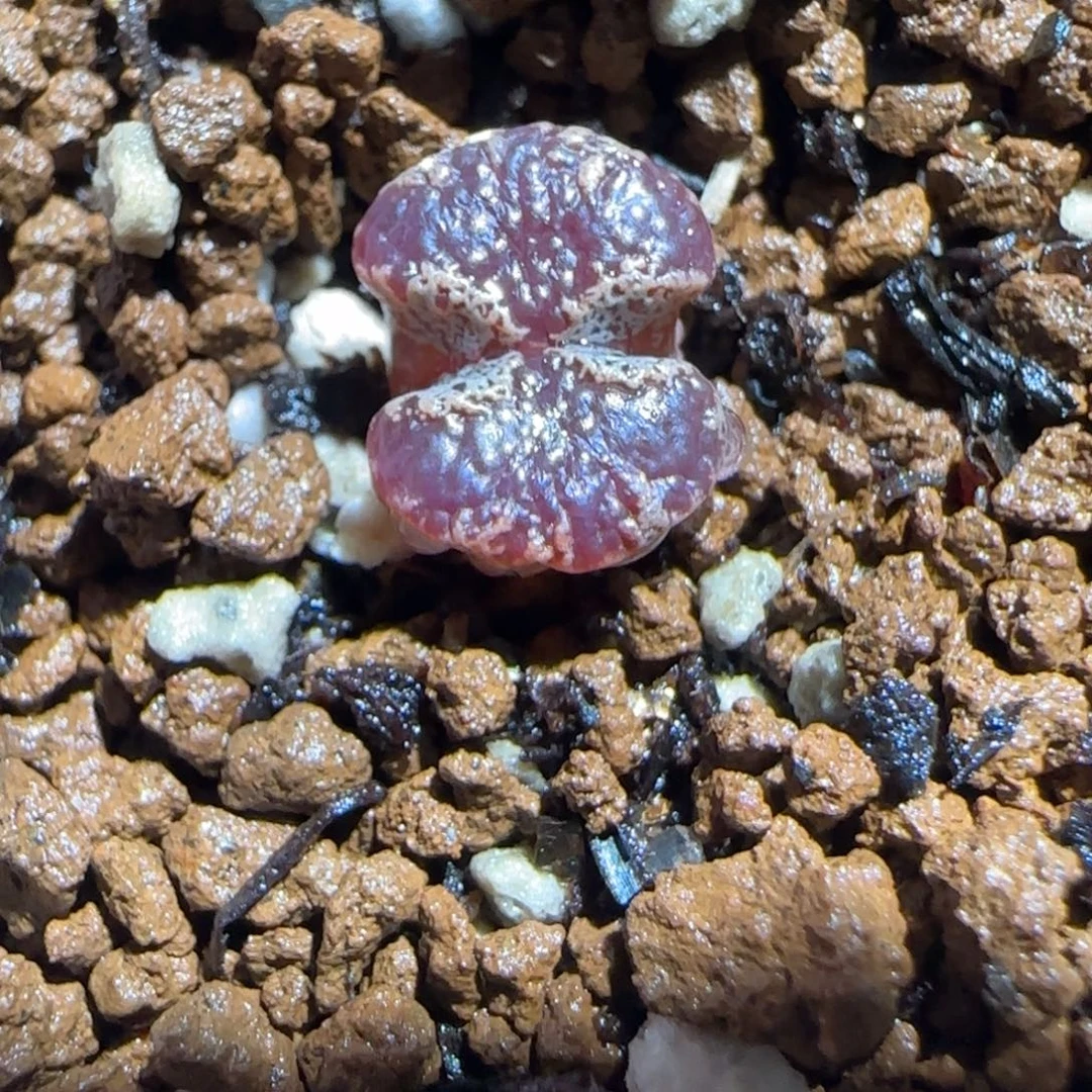 肉锥多肉植物组合-蝴蝶1614