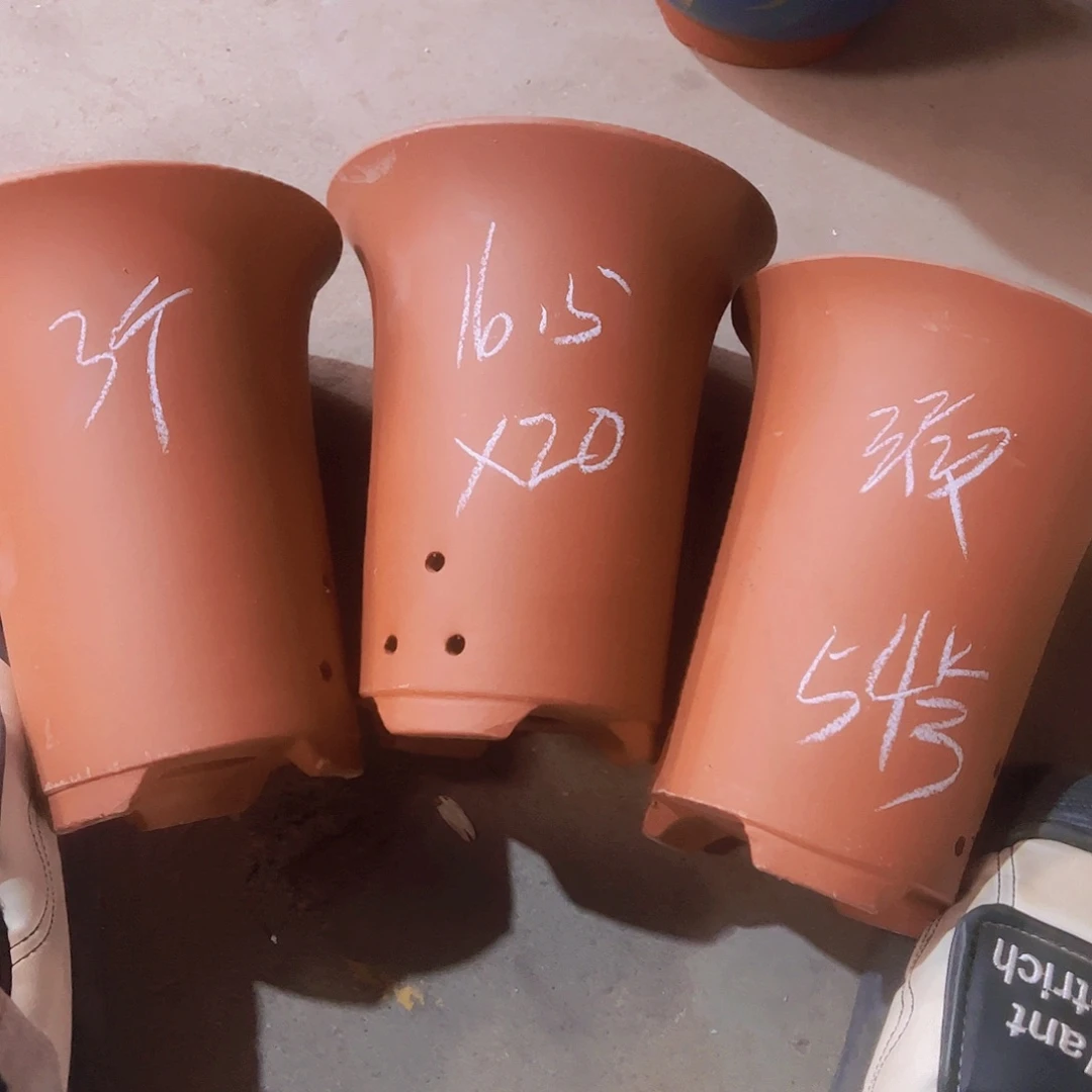 紫砂54………………………………