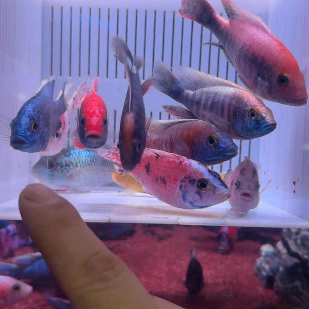 慈鲷鱼直播25号12条混搭其中备损2条