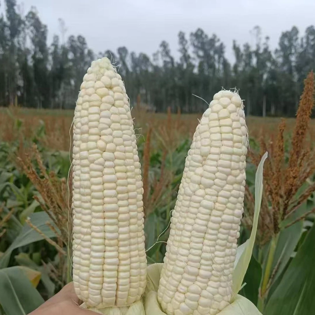 988糯玉米，早玉米，白玉米，带壳发锁鲜。新鲜采摘