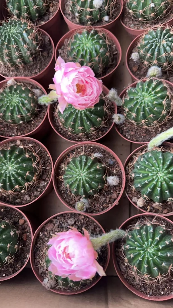 满十八包邮【L33大丽花】