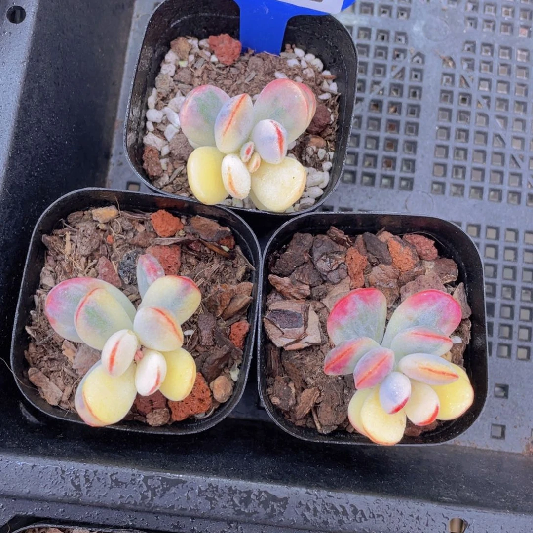 1170号 炫彩乒乓福娘锦单头一个