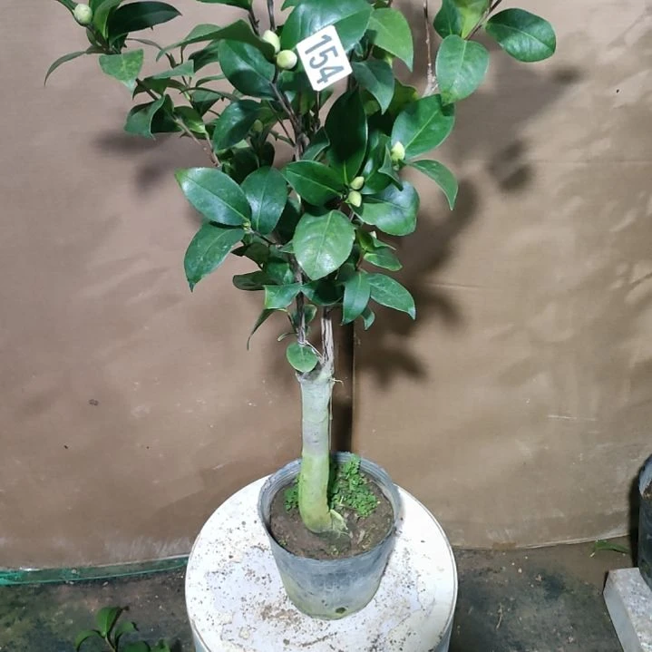 154青贝，原盆原土发货，不包邮