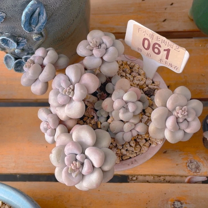 谢谢你的支持0000061