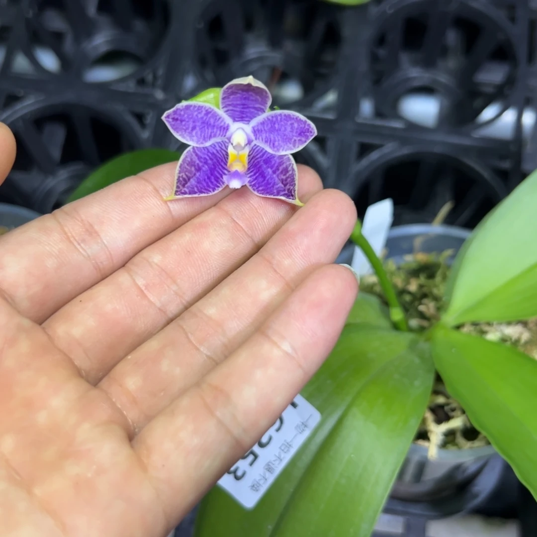 培***兄完全开放l6253瑕疵三寸ys1230