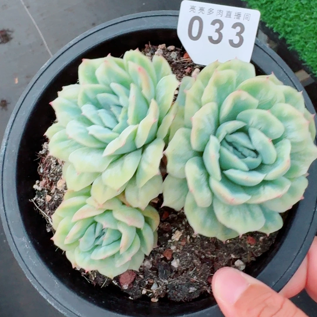 泡泡纱裙            精美多肉植物