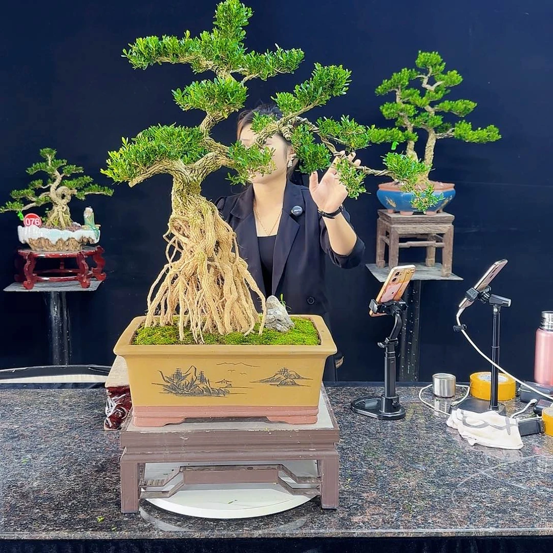 无花朵午**步高端黄杨盆景艺术