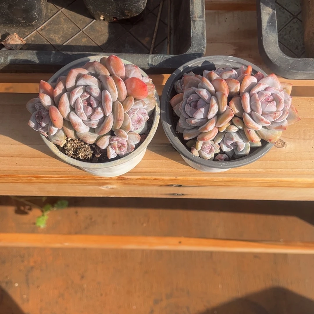 鱿***鱼星颖群生一物一拍