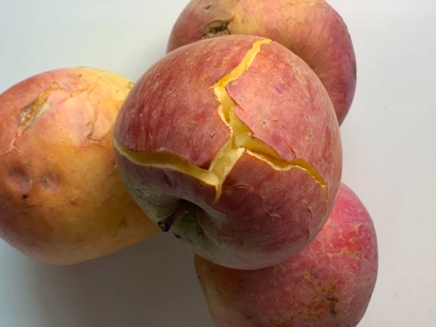 山西运城 自然树熟 红富士苹果