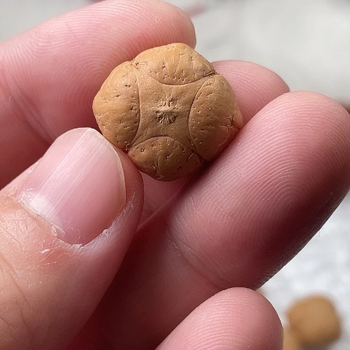 手串凤眼菩提尼泊尔小凤眼