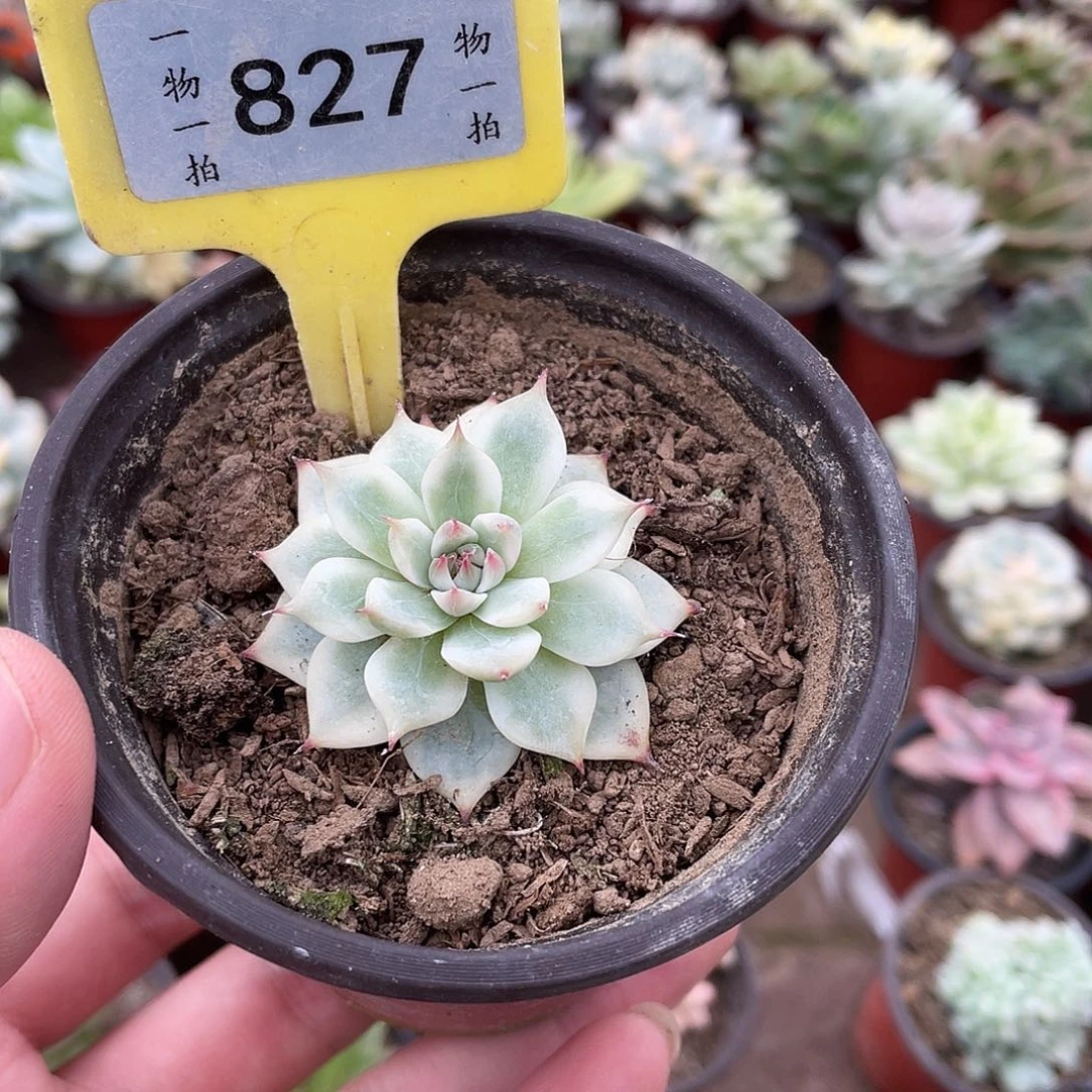 ****、827号多肉植物组合