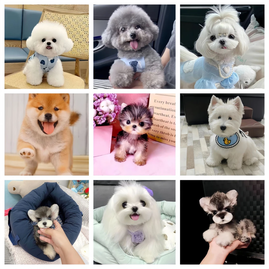 2【什么宠物】狗狗活体宠物比熊泰迪雪纳瑞约克夏马尔济斯柴犬