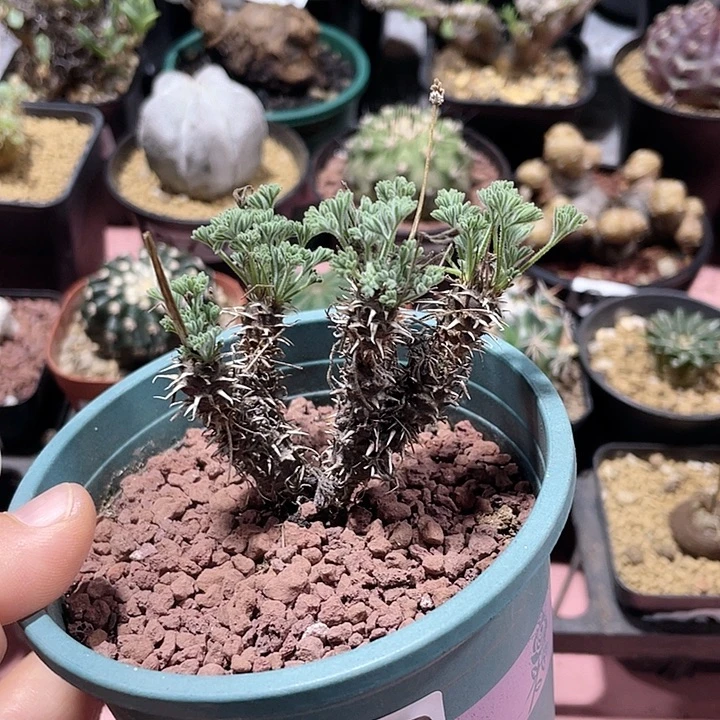 020大豪猪杨葵块根