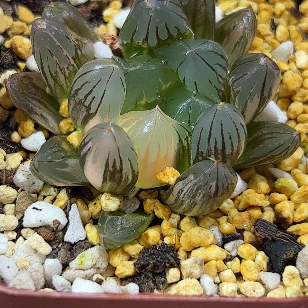 北极之光锦红红火火恍恍惚惚