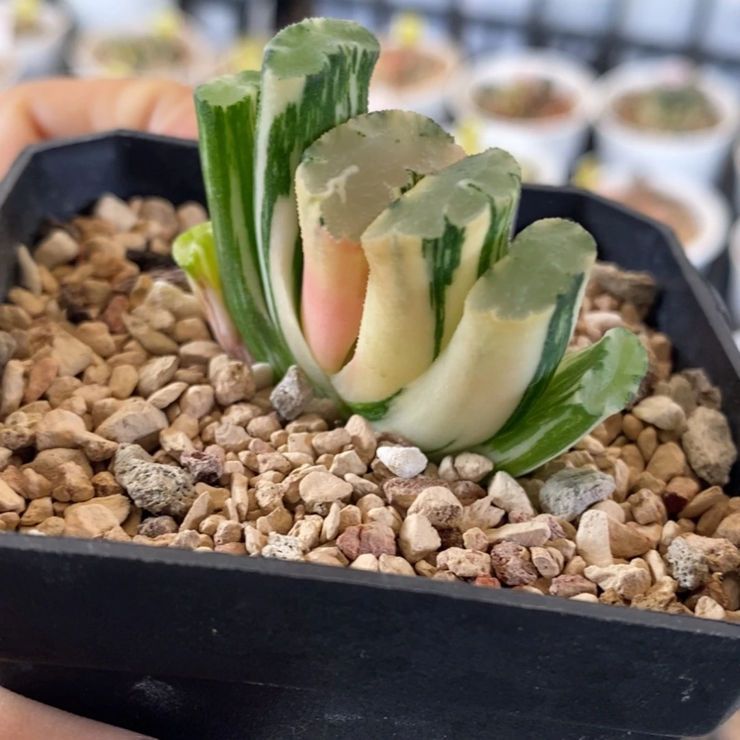 226号北斋玉扇锦多肉植物