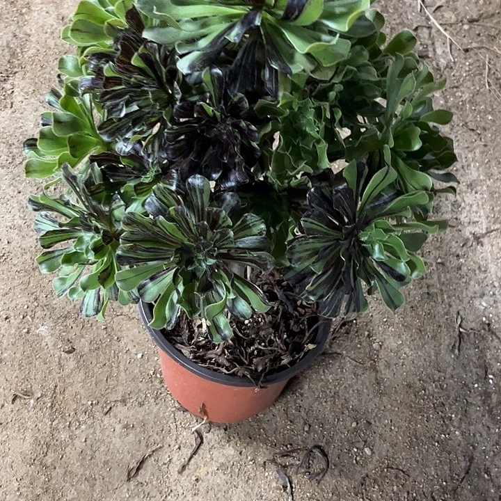 多肉植物水墨丹青锦…………